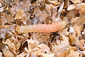 Indianmeal moth larvae