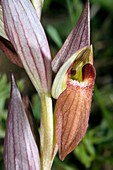 Tongue orchid (Serapias vomeracea)