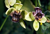 Bumble bee orchid (Ophrys bombyliflora)
