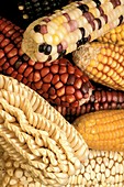 Different maize varieties