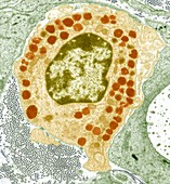 Macrophage cell,TEM