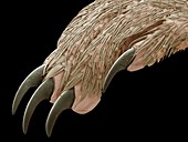 Forefoot of a common shrew,SEM