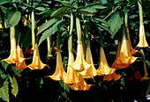 Angel's trumpet (Brugmansia aurea)