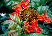 Spathodea campanulata in flower
