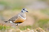 Male dotterel