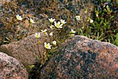 Mossy saxifrage (Saxifraga hypnoides)
