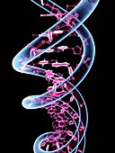 DNA molecule,conceptual artwork