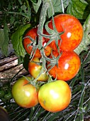 Tomato plant infected with mosaic virus