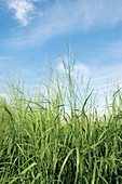 Switchgrass (Panicum virgatum)