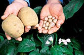 Wild and domestic potatoes
