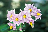 Potato (Solanum tuberosum) flowers
