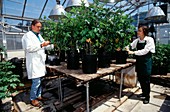 Genetically engineered potato plants