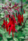 Fuchsia magellanica 'Tricolor'