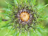 Carline thistle (Carlina vulgaris) bud