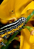 Swallowtail butterfly caterpillar