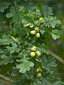 English oak (Quercus robur) acorns