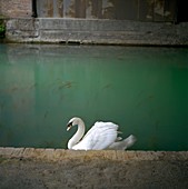 Mute swan on a polluted canal