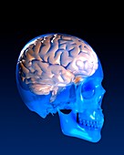Human brain and skull,artwork