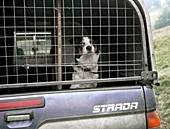 Sheepdog in a truck