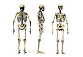 Human skeleton anatomy,artwork
