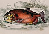 Pacu fish,19th century artwork