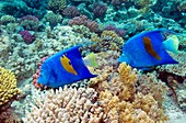 Yellowbar angelfish