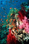 Lyretail anthias and soft corals