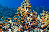 Lyretail anthias females and corals