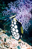 Clown triggerfish