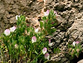 Small restharrow (Ononis reclinata)