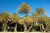 Cretan date palms (Phoenix theophrasti)