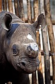 Dehorned rhino,Kenya