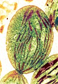 Chloroplast,SEM