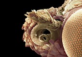 Moth proboscis and eye,SEM