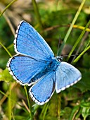 Adonis Blue butterfly