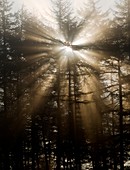 Sunlight through pine trees