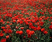 Field of red poppies