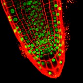 Root tip,light micrograph