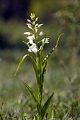 Cephalanthera longifolia in flower