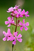 Sticky catchfly (Lychnis viscaria)