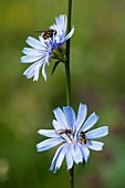 Chicory flowers (Cichorium intybus)