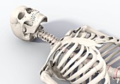 Skeleton lying down,artwork