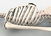 Skeleton's torso,artwork