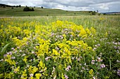 Flower meadow