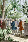 Linnaeus and de Jussieu,botanists