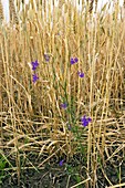 Forking larkspur (Consolida regalis)