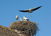 White storks nesting