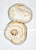 Two edible mushroom