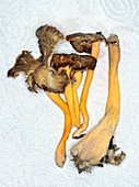 Craterellus Tubaeformis mushroom