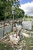 Shepherd shearing sheep